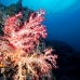 coral_soft_ni_v_0705_png1591.jpg